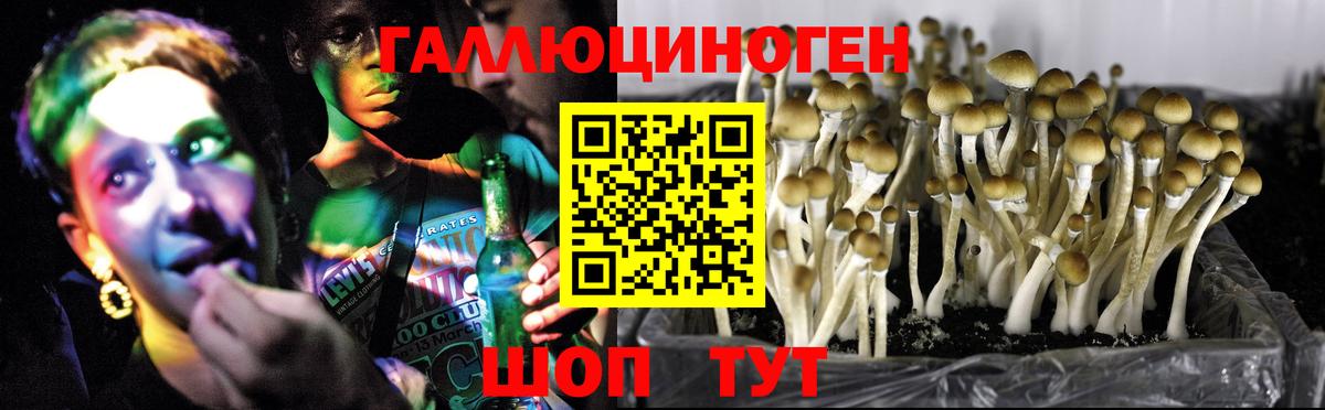 Псилоцибиновые грибы Psilocybine cubensis Советская Гавань
